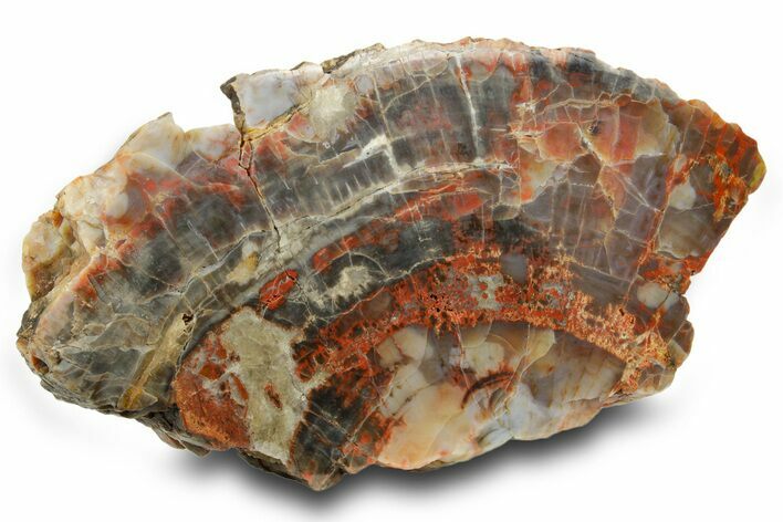 Colorful, Polished Petrified Wood (Araucarioxylon) - Arizona #371646